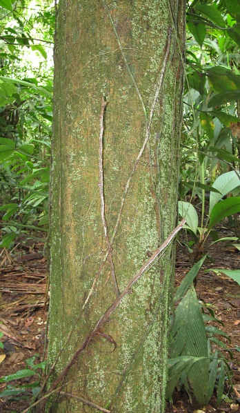 File:Virola sebifera 2010 1.jpg