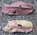 Thumbnail for version as of 20:12, 14 December 2010