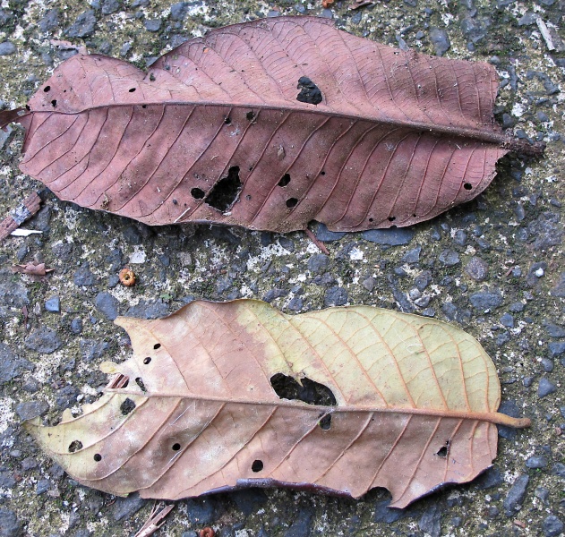 File:Virola species 2010 1.jpg
