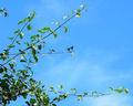 Thumbnail for version as of 17:09, 16 September 2014