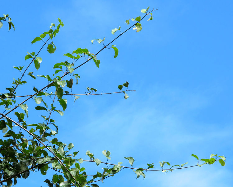 File:Bignoniaceae canopy 2013 3.jpg