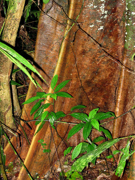 File:Stryphnodendron 2014 2.jpg
