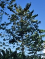 Thumbnail for version as of 19:08, 22 October 2008