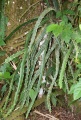 Thumbnail for version as of 20:57, 8 December 2010