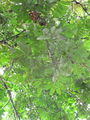 Thumbnail for version as of 21:11, 11 October 2014