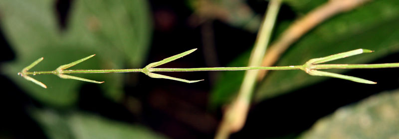 File:Desmoncus leaftip 2010 1.jpg