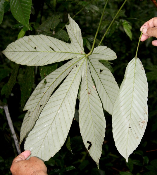 File:IMG 0889b.jpg