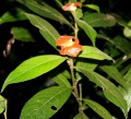 Thumbnail for version as of 17:57, 24 September 2008