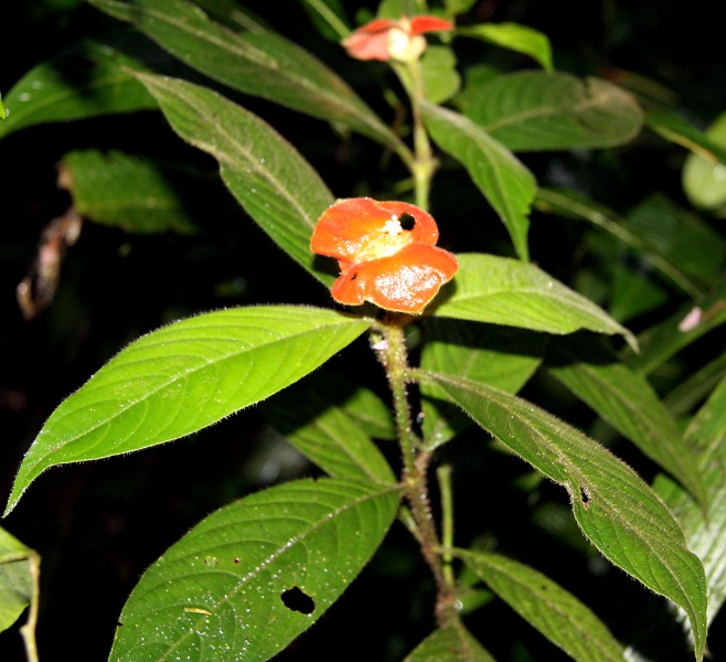 File:IMG 0897b.jpg