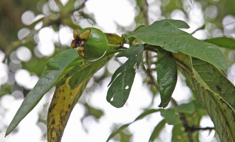 File:Psidium guajava 1.jpg