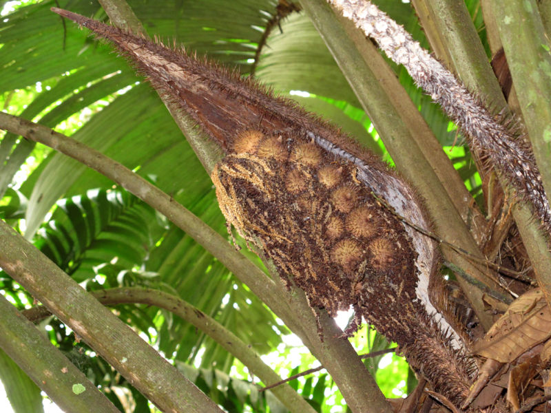 File:Astrocaryum alatum 2013 15.jpg