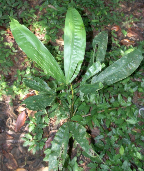 File:Cyclanthaceae 1.jpg