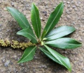 Thumbnail for version as of 15:58, 3 August 2009