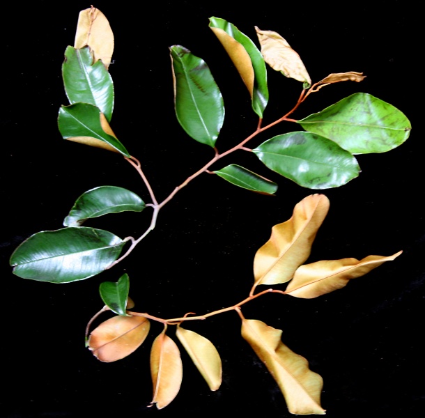 File:IMG 0269b.jpg