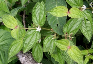 IMG 0776b.jpg