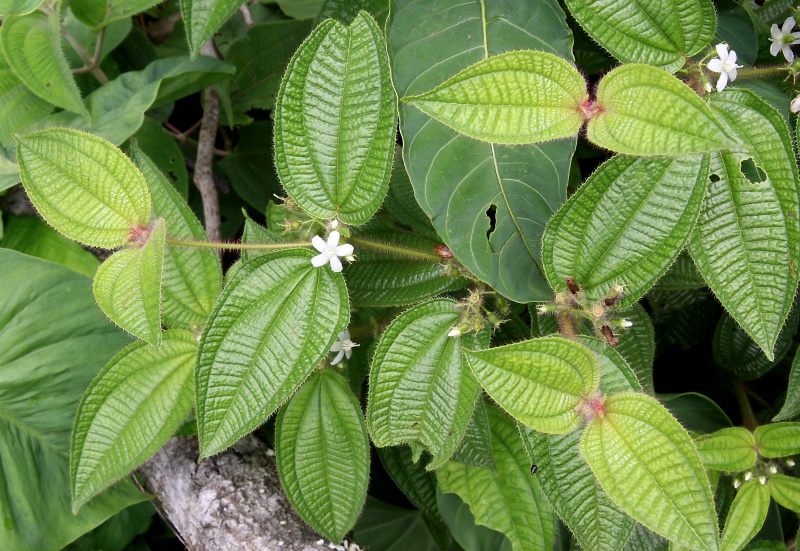 File:IMG 0776b.jpg