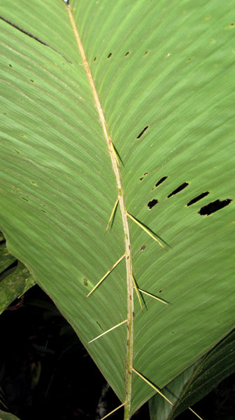 File:Bactris hondurensis 8 2011.jpg