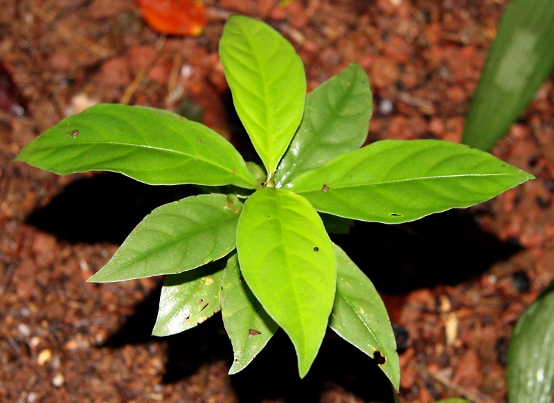 File:IMG 0920b.jpg