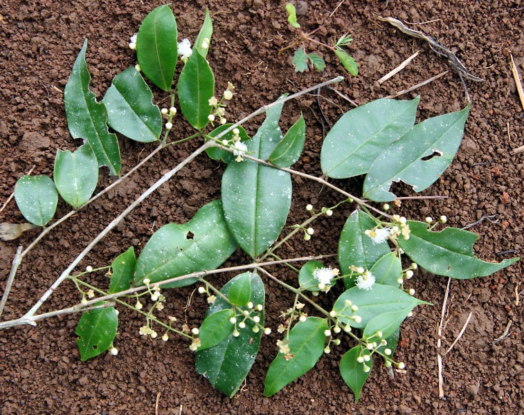 File:IMG 0831b.jpg