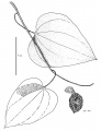 Thumbnail for version as of 15:50, 9 June 2008