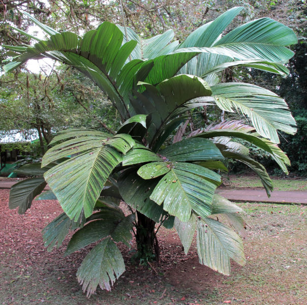 File:Astrocaryum alatum 2013 20.jpg