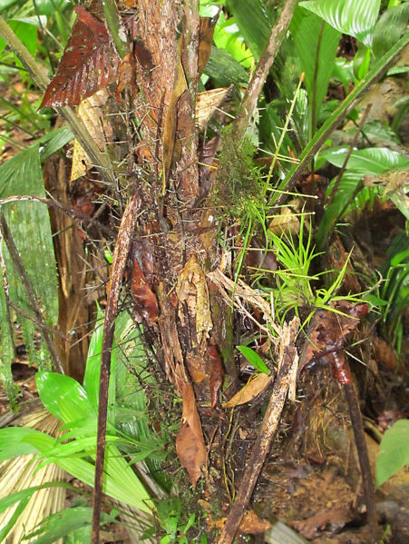 File:Cryosophila spines 2010 1.jpg