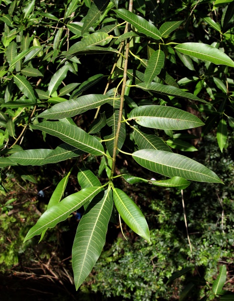 File:Ficus insipida 2.jpg