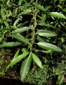 Thumbnail for version as of 16:56, 30 July 2009