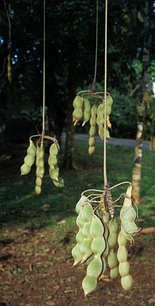 File:Mucuna holtonii.jpg