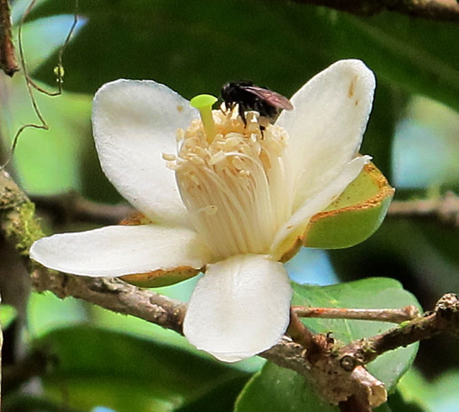 File:Psidium friedrichsthalianum 1.jpg
