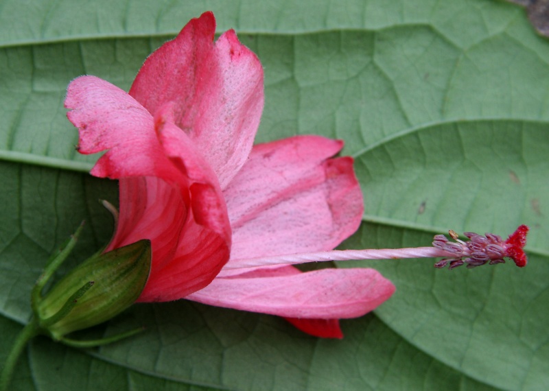File:IMG 0370b.jpg