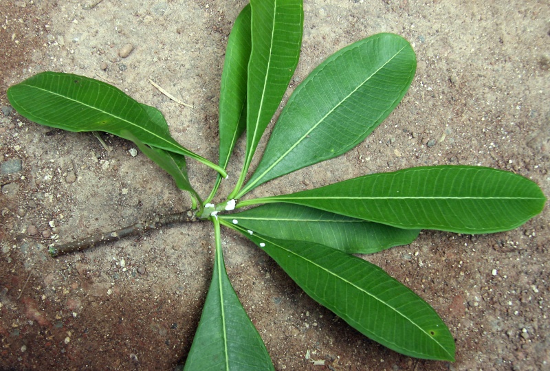 File:IMG 0558b.jpg