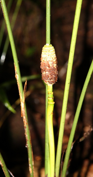 File:IMG 0904b.jpg