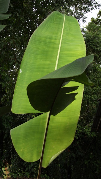 File:Heliconia leaf 1.jpg