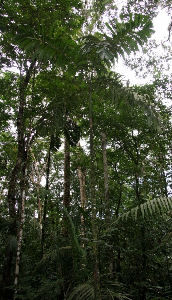 File:Socratea 2.jpg