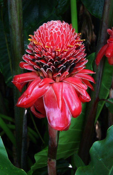 File:Etlingera elatior 2.jpg