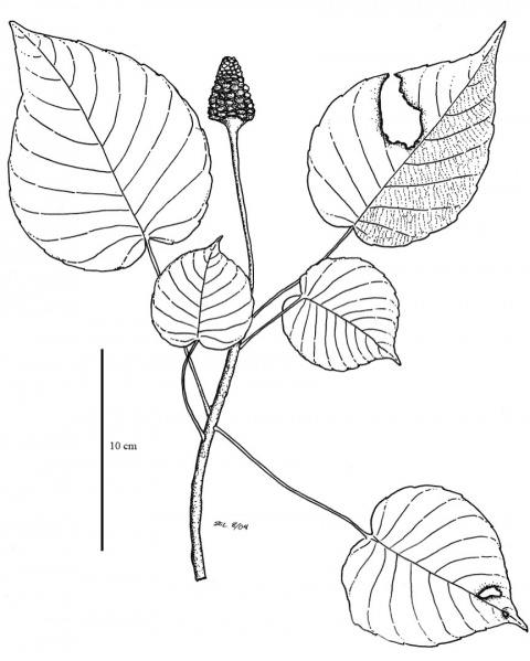 File:Euphorbiaceae.jpg