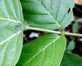 Thumbnail for version as of 17:45, 24 September 2008