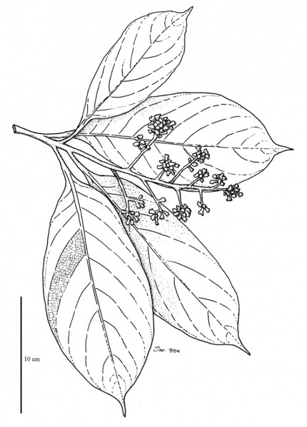 File:Lauraceae.jpg