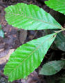 Thumbnail for version as of 18:26, 16 May 2012