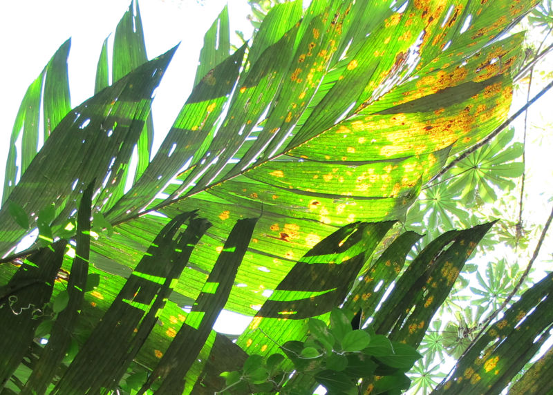 File:Astrocaryum alatum leaf 2010 2.jpg