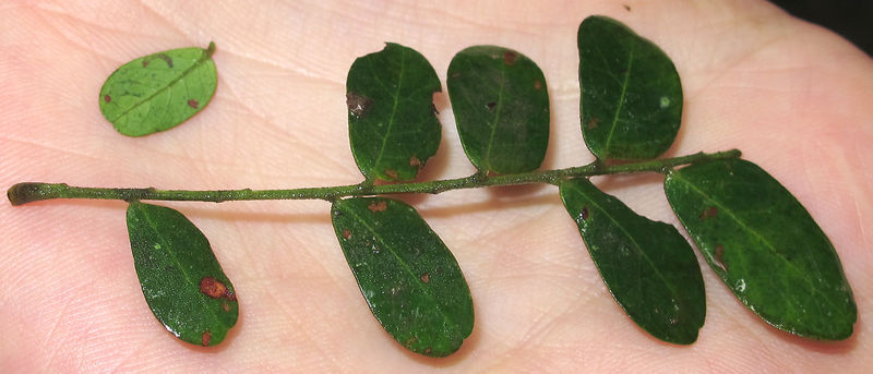File:Stryphnodendron leaf 2014 1.jpg
