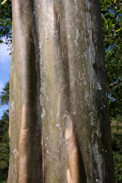 File:Terminalia oblonga 2.jpg