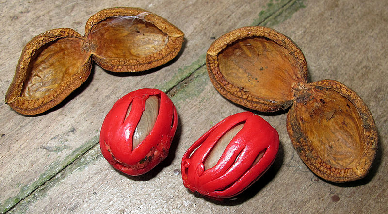 File:Virola fr 2013 2.jpg