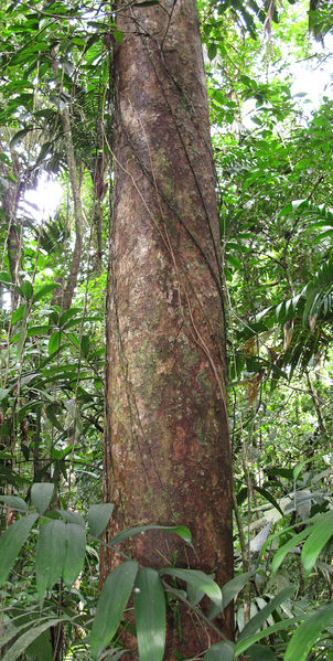 File:Apeiba trunk 2014 1.jpg