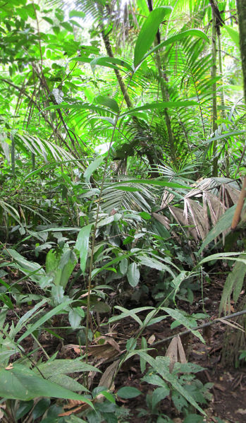 File:Bactris caudata 2010 1 copy.jpg