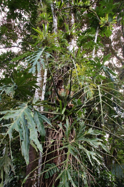 File:Philodendron 1.jpg