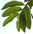 Thumbnail for version as of 17:09, 30 July 2009