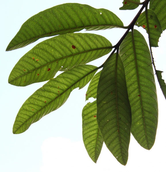 File:Psidium guajava 12.jpg
