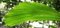 Thumbnail for version as of 12:45, 31 July 2009